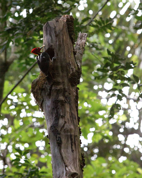 istock Animals of Costa Rica 1833408990
