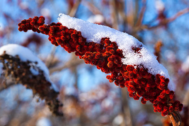 Fresh Fluffy January Snow Blankets Red Sumac