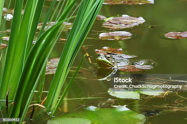 Żaba Płaz Lilypad Pond - zdjęcia stockowe i więcej obrazów Kijanka - Kijanka, Żaba rycząca, Anura