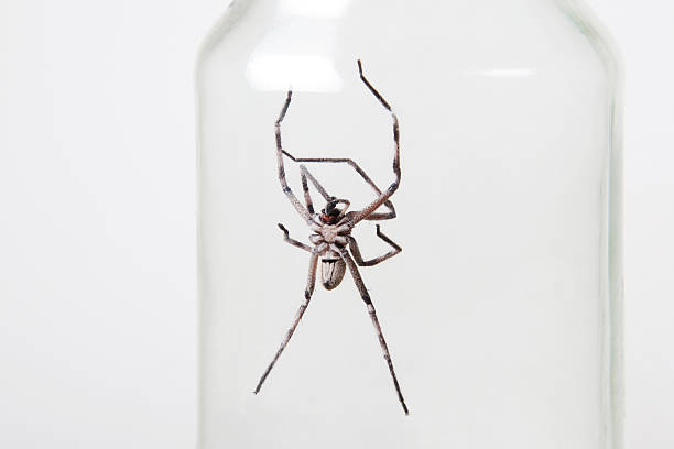 istock Huntsman spider caught in a glass jar on white background 183341081