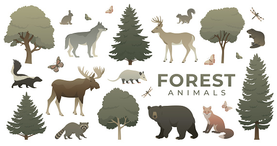 Animals and trees set. Colored flat vector illustration of forest wildlife. Biodiversity of flora and fauna collection isolated. Monarch Butterfly, Black Bear, Raccoon, Wolf, Moose, White-tailed Deer, Red Fox, Beaver, Skunk, Squirrel, Rabbit, Opossum.