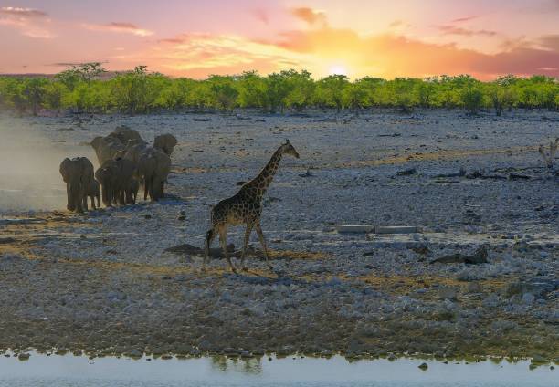 istock Elephants rushing to a waterhole with dust flying and a giraffe walking against a sunset sky 1833411680