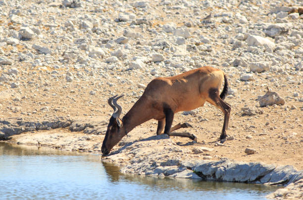 red hartebeest pije z ugiętymi kolanami, klęcząc przy wodopoju - knees bent zdjęcia i obrazy z banku zdjęć