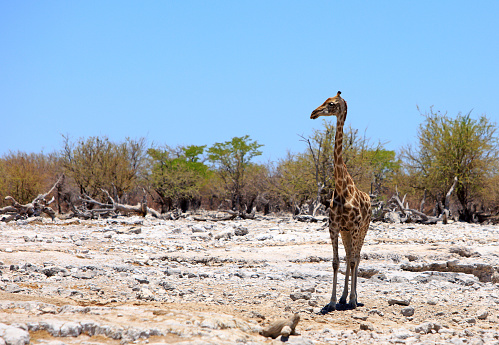A Lone Giraffe (Giraffa Camelopardalis) standing looking on the dry rocky African savannah in Etosha National Park