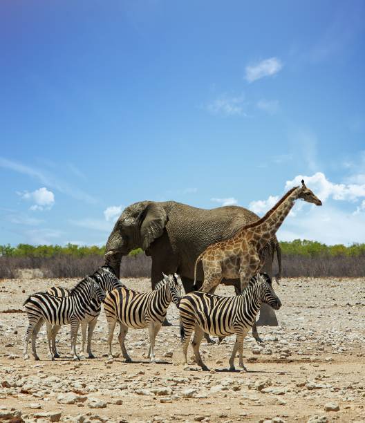 Iconic African portrait of group of animals standing very close together stock photo