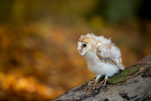 An Owl's daily activity begins with preening, stretching, yawning and combing its head with its claws. The plumage is often ruffled up, and claws and toes are cleaned by nibbling with the beak. The Owl will then leave its roost, sometimes giving a call (especially in breeding season)\n\nLike most owls, the barn owl is nocturnal, relying on its acute sense of hearing when hunting in complete darkness. It often becomes active shortly before dusk and can sometimes be seen during the day when relocating from one roosting site to another. In Britain, on various Pacific Islands and perhaps elsewhere, it sometimes hunts by day. This practice may depend on whether the owl is mobbed by other birds if it emerges in daylight. However, in Britain, some birds continue to hunt by day even when mobbed by such birds as magpies, rooks and black-headed gulls, such diurnal activity possibly occurring when the previous night has been wet making hunting difficult. By contrast, in southern Europe and the tropics, the birds seem to be almost exclusively nocturnal, with the few birds that hunt by day being severely mobbed.\n\nBarn owls are not particularly territorial but have a home range inside which they forage. For males in Scotland this has a radius of about 1 km (0.6 mi) from the nest site and an average size of about 300 hectares. Female home ranges largely coincide with that of their mates. Outside the breeding season, males and females usually roost separately, each one having about three favored sites in which to conceal themselves by day, and which are also visited for short periods during the night. Roosting sites include holes in trees, fissures in cliffs, disused buildings, chimneys and haysheds and are often small in comparison to nesting sites. As the breeding season approaches, the birds move back to the vicinity of the chosen nest to roost.