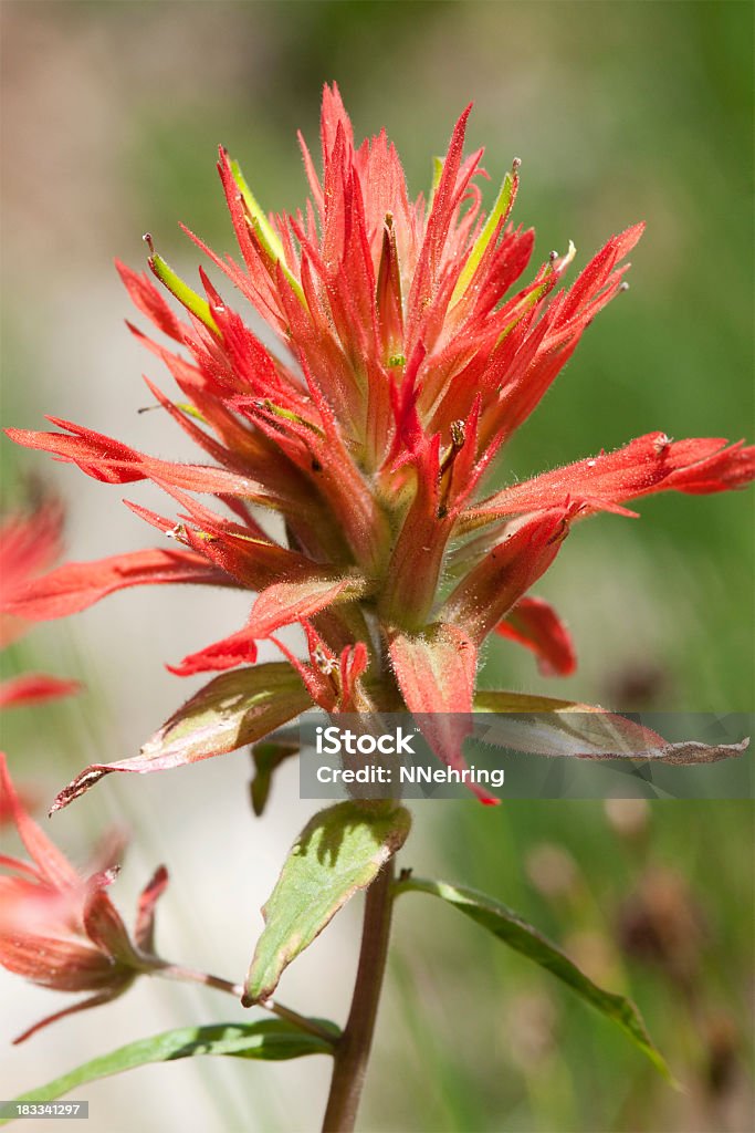 scarlet paintbrush  Castilleja miniata Close up of scarlet paintbrush, Castilleja miniata, showing red bracts encasing yellow beaklike flowers. Crater Lake National Park, Oregon, USA. Indian Paintbrush Stock Photo