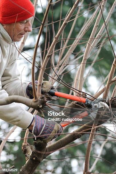 Old Man Podar - Fotografias de stock e mais imagens de Adulto - Adulto, Chapéu, Cortar - Atividade