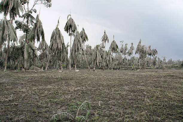 istock Volcanic ash destroyes palm plantation, Indonesia 183341561