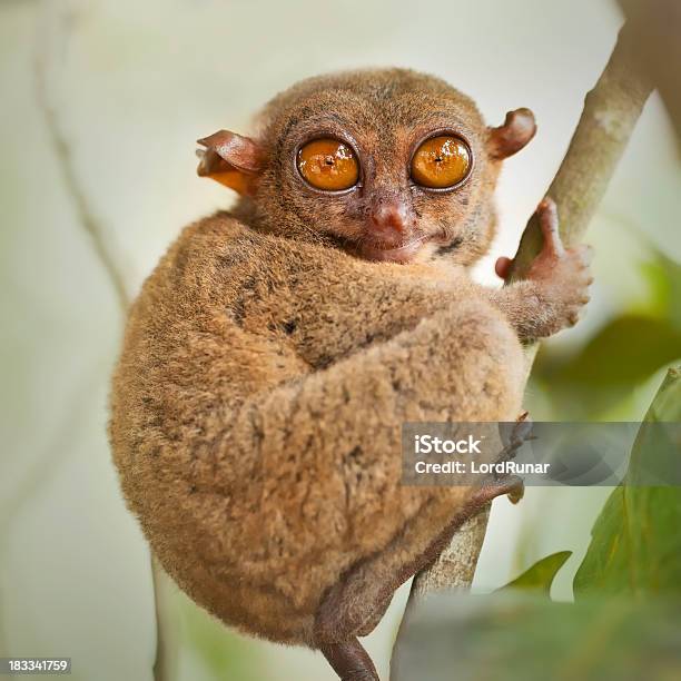 Philippinenkoboldmaki Stockfoto und mehr Bilder von Affe - Affe, Ast - Pflanzenbestandteil, Baum