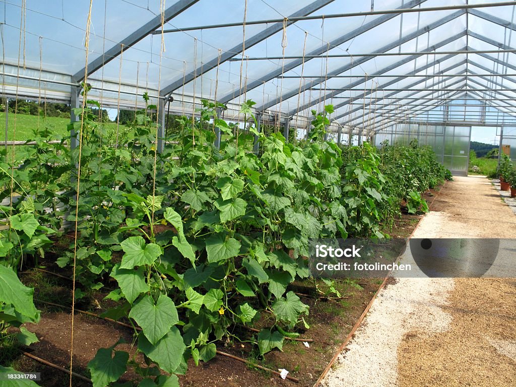 Gurke Pflanzen - Lizenzfrei Blatt - Pflanzenbestandteile Stock-Foto