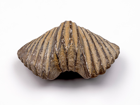 Fossil Devonian brachiopod isolated on white background.