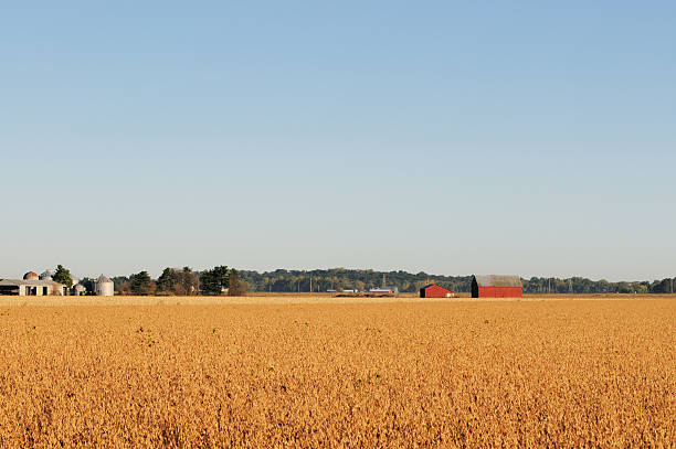 istock Indiana Soybean Field Farmhouse and Barn 183342033