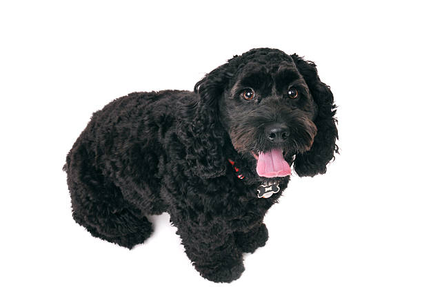 istock Black dog sitting down - shot from above. 183342058