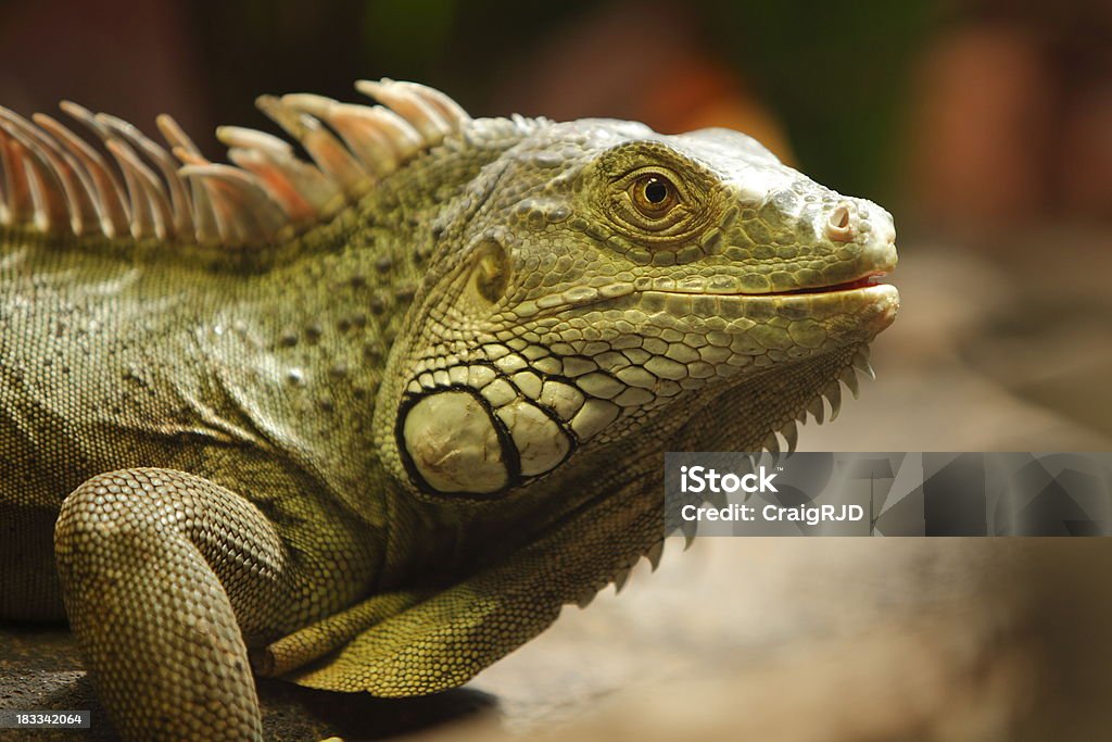 Iguana Close up view of an iguana Animal Stock Photo