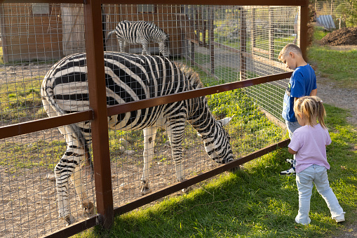 Children watch a zebra through a fence at the zoo. A zebra walks around the paddock and eats grass. Children, a boy and a girl, curiously watch a striped zebra at the zoo.
