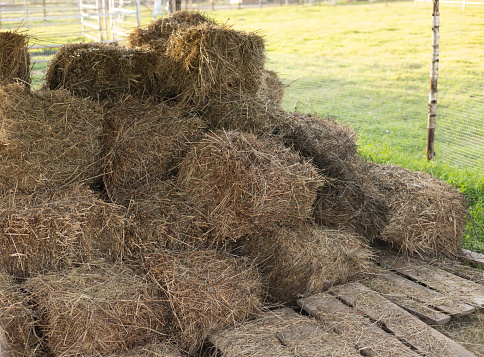 Small bales of dry hay are stacked under a canopy and protected from rain. Harvesting hay for farm animals. The dried hay is baled and piled under a canopy.
