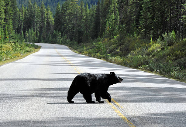 bear walking - jasper kanada bildbanksfoton och bilder