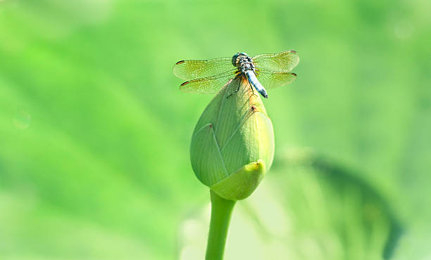 bleu libellule sur lotus bud contre feuille - lotus ornamental garden insect summer photos et images de collection