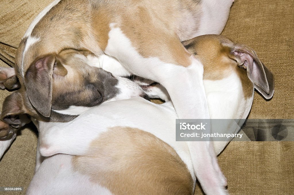 Schlafen Whippets - Lizenzfrei Entspannung Stock-Foto