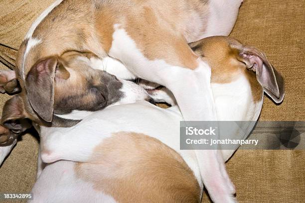 Schlafen Whippets Stockfoto und mehr Bilder von Entspannung - Entspannung, Fotografie, Fröhlich