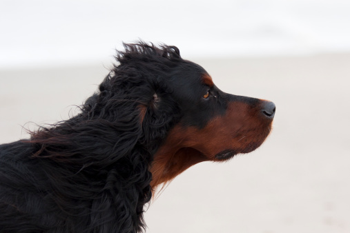 Close-up of large long-haired dog on the beach
