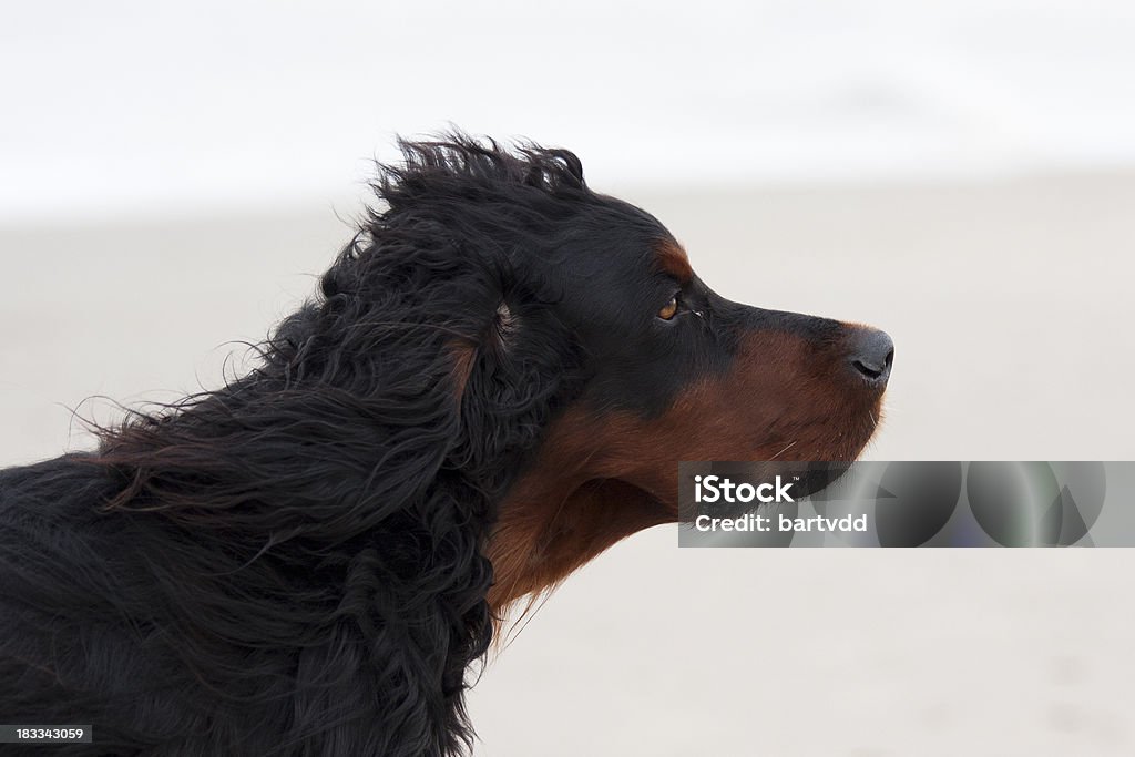 Close-up de um grande de Pêlo Comprido Cachorro na praia - Foto de stock de Cão royalty-free