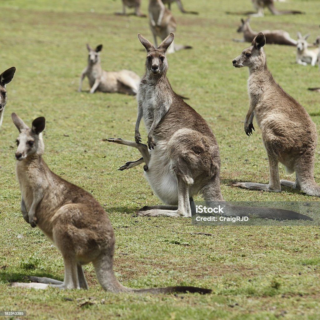 Группа Kangaroos - Стоковые фото Серый кенгуру роялти-фри