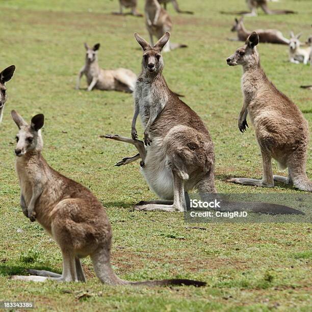 Группа Kangaroos — стоковые фотографии и другие картинки Серый кенгуру - Серый кенгуру, Австралия - Австралазия, Без людей