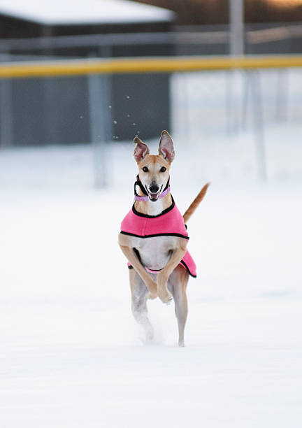 Running Greyhound wearing a jacket stock photo