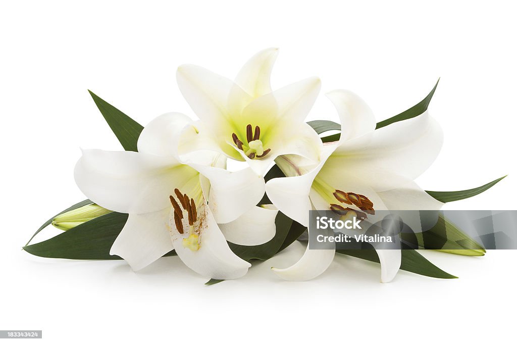 Blanco Lilies. - Foto de stock de Lirio libre de derechos