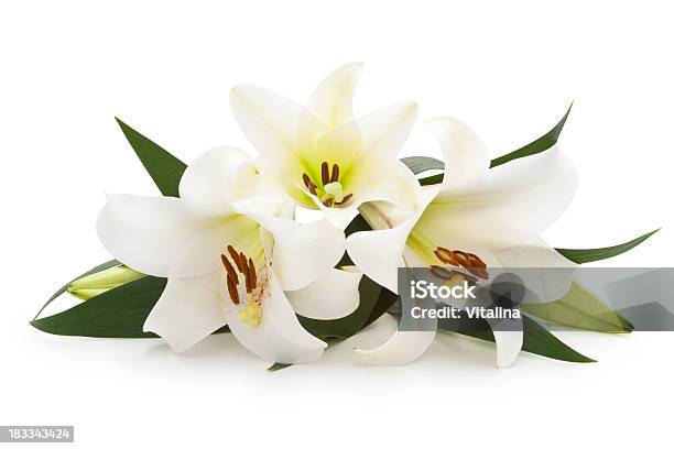 Blanco Lilies Foto de stock y más banco de imágenes de Lirio - Lirio, Lirio de pascua, Blanco - Color