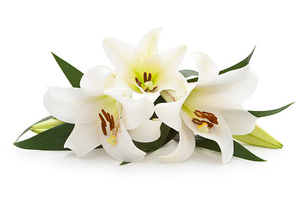 White Lilies. Isolated on white. lily photos stock pictures, royalty-free photos & images