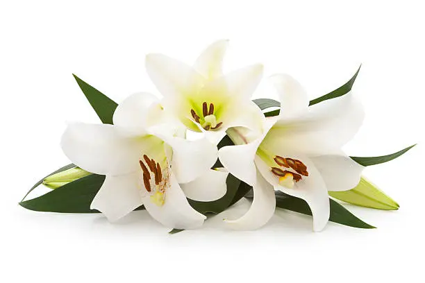 Photo of White Lilies.