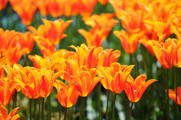 istock flower bed of orange tulips in backlit 183343563