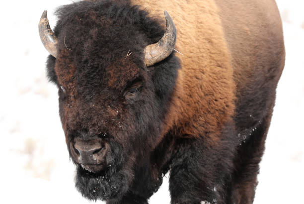 istock Wild Bison in Yellowstone in Winter 1833437280