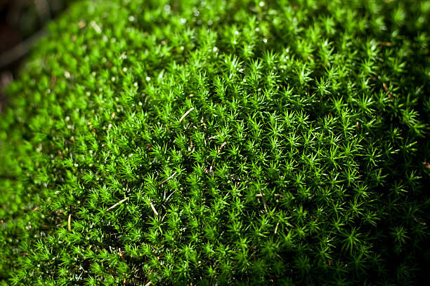 green moss stock photo