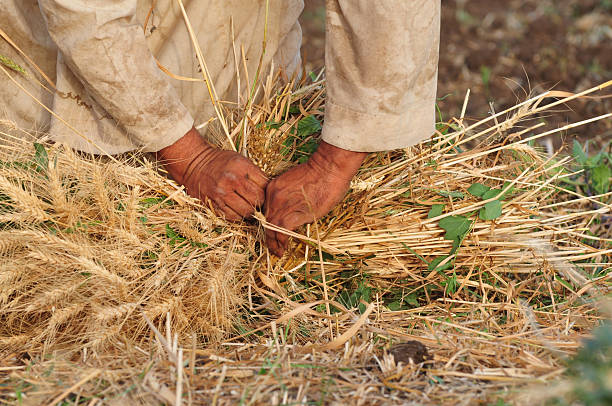 Hands of an Egyptian farmer bundling wheat outside Luxor, Egypt