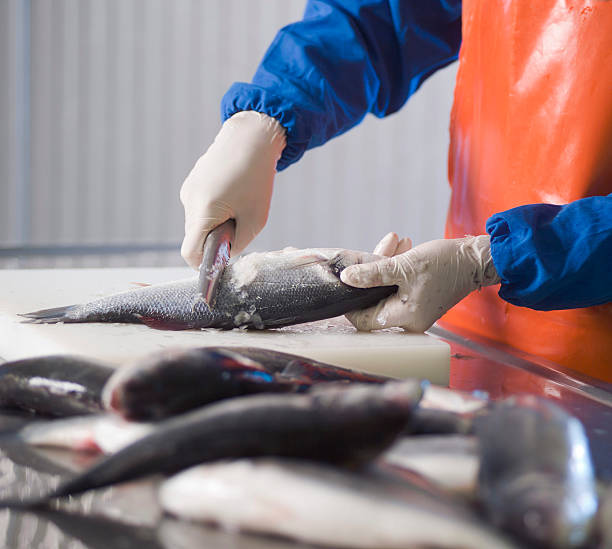 Preparing Fish stock photo