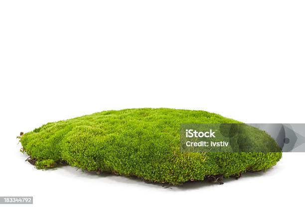 Moss 풀-벼과에 대한 스톡 사진 및 기타 이미지 - 풀-벼과, 이끼, 컷아웃