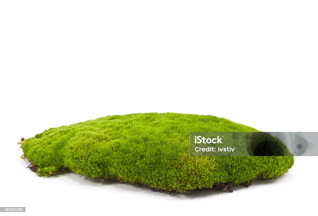 A patch of green moss on a white background Dug up soil with moss on white background. Grass Stock Photo