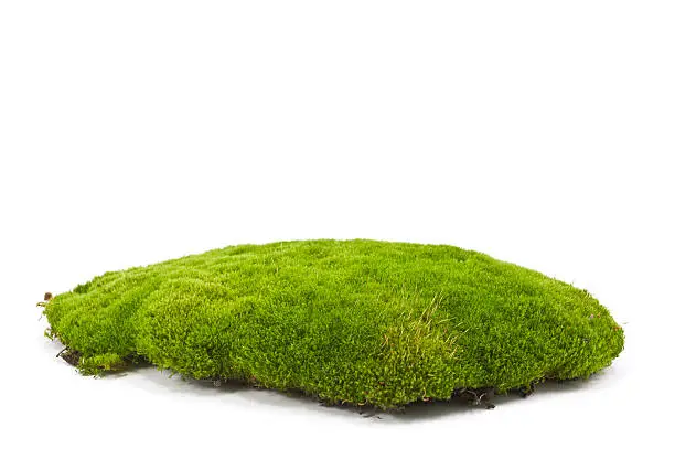 Dug up soil with moss on white background.