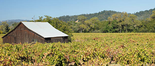 paisaje de viñedos panorámica - california napa valley vineyard farmhouse fotografías e imágenes de stock