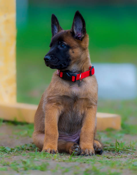 istock 2 months old belgian shepherd malinois puppy in red collar sitting 1833448797