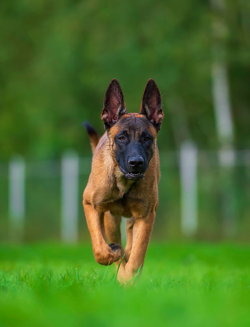 Portrait of a 6-month-old Belgian Malinois puppy. A male dog is running along a green lawn, the dog looks very well-groomed and confident.