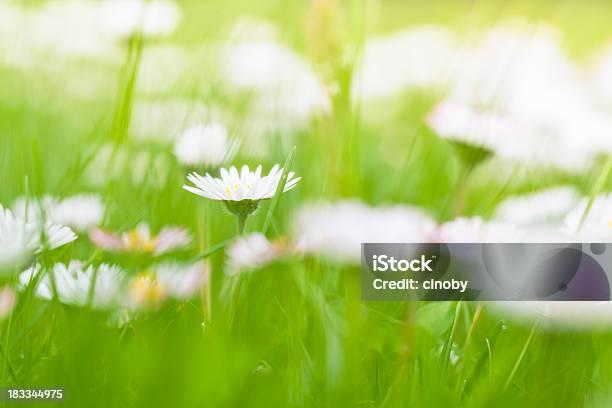 Blanco Daisy En El Verde Césped Foto de stock y más banco de imágenes de Abril - Abril, Abstracto, Aire libre