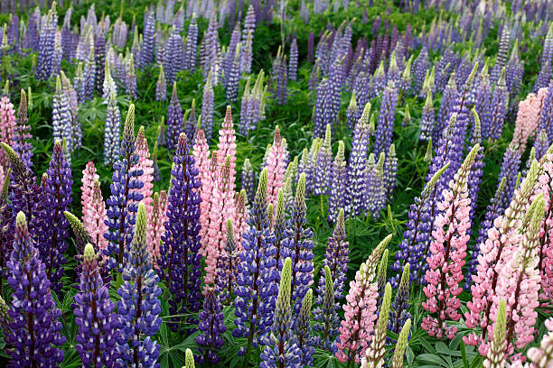 Lupin flowers stock photo