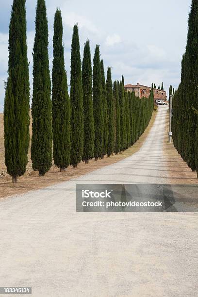 Magic Straße In Der Toskana Stockfoto und mehr Bilder von Anhöhe - Anhöhe, Baum, Blume