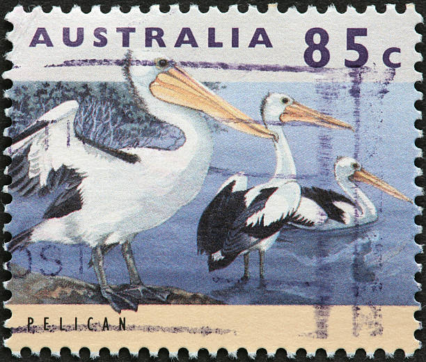 istock three pelicans on an Australian stamp 183345477