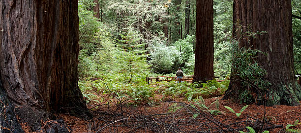 Muir Woods Redwood California Redwoods with spectator in Muir woods national park in California. marin county stock pictures, royalty-free photos & images